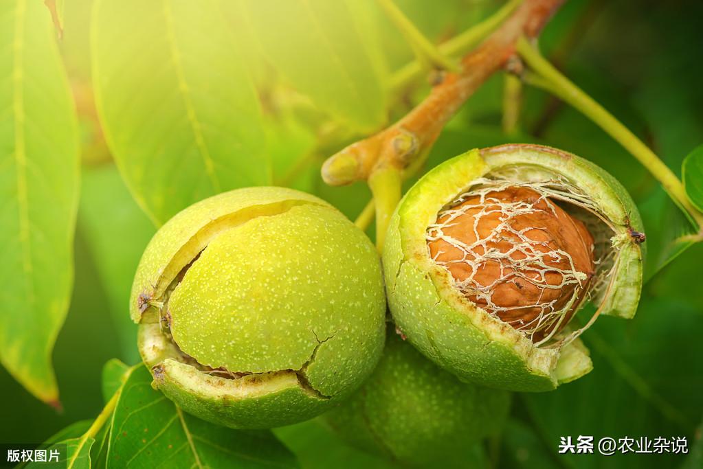 致富经核桃剪枝_核桃树剪枝技术视频_核桃剪枝技术视频
