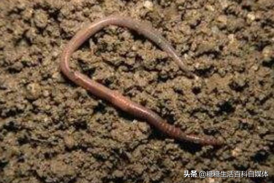 蚯蚓粪喂猪比例_蚯蚓粪养猪实例_猪粪养殖蚯蚓技术