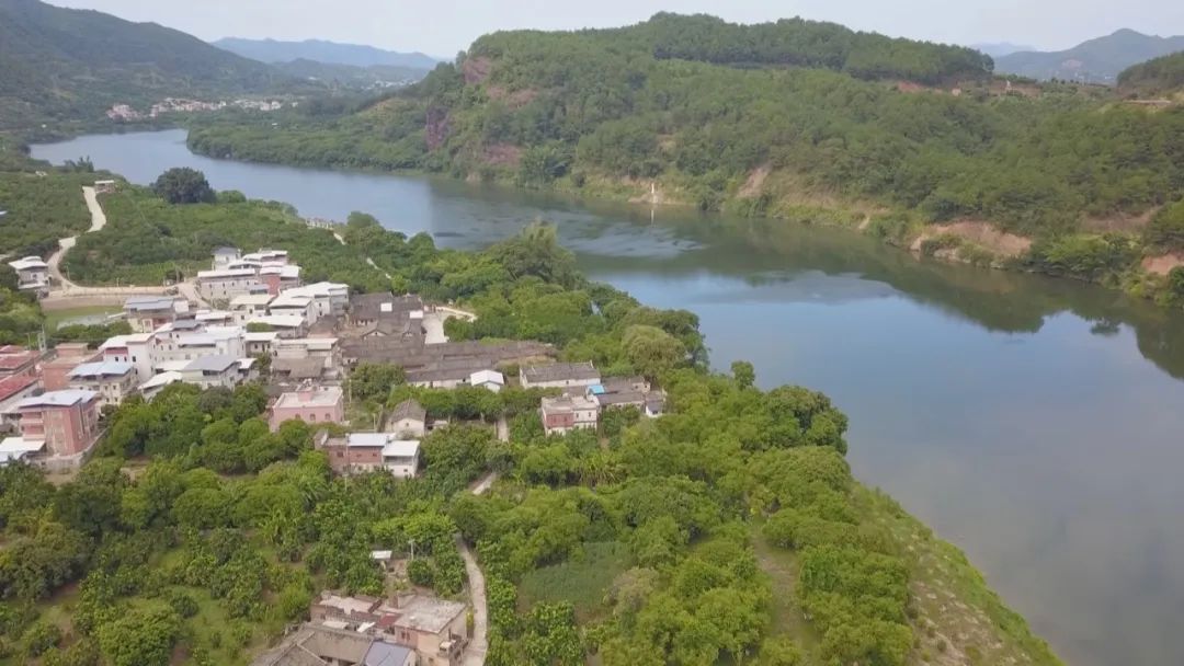 致富种植农村杨桃视频_农村种植杨桃致富_致富种植农村杨桃图片
