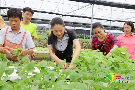 农村种植杨桃致富_种杨桃赚钱吗_致富种植农村杨桃怎么样