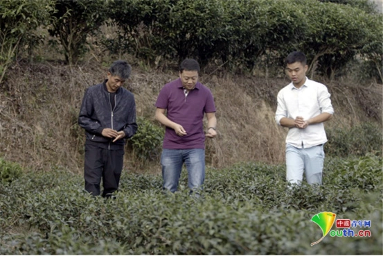 致富种植农村杨桃怎么样_农村种植杨桃致富_种杨桃赚钱吗