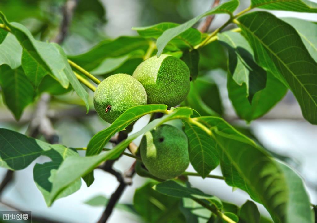 核桃树剪枝技术视频_致富经核桃剪枝_致富核桃剪枝视频教程