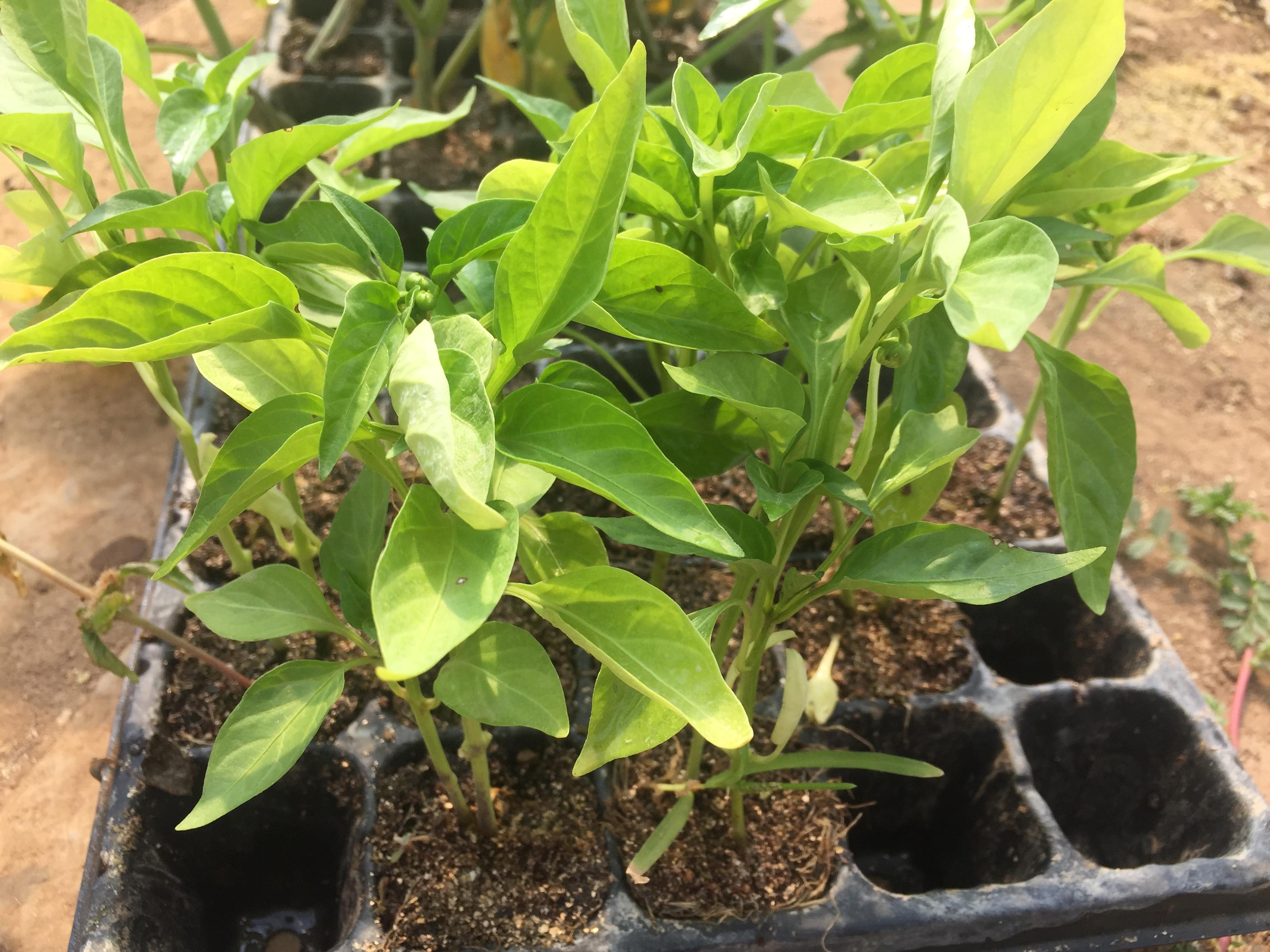 春季辣椒大棚种植技术与管理_春季大棚辣椒种植技术_春季大棚辣椒种植和管理
