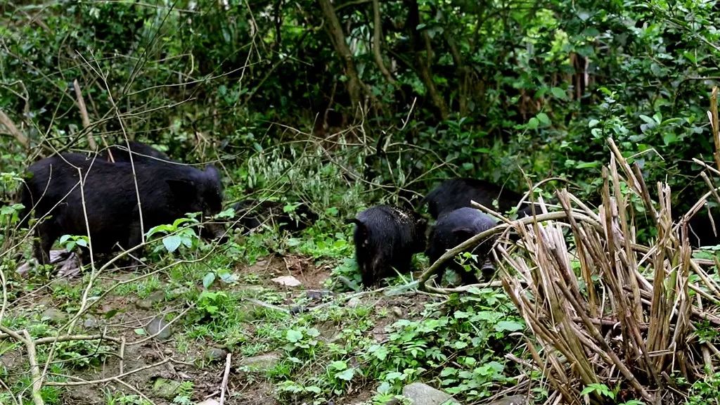 【仁城看点】 潭湾何文生：把香猪养成了“野猪”