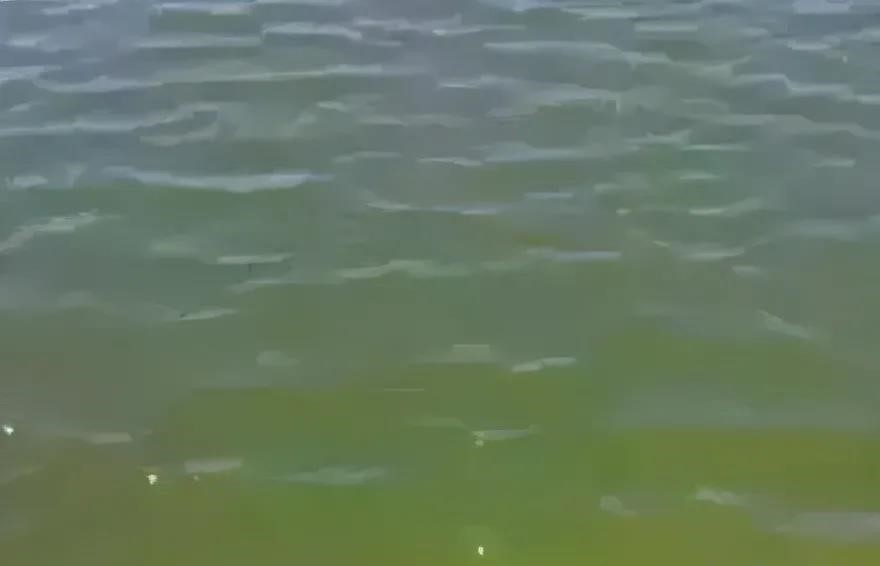 鲫鱼水花苗多久长大_鲫鱼水花培育技术_水花鲫鱼苗养殖技术