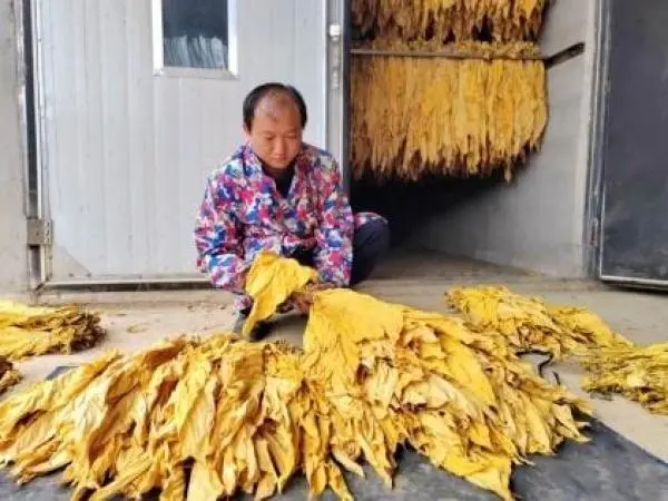 种植烟叶赚钱吗_致富种植烟叶模式是什么_烟叶种植致富模式