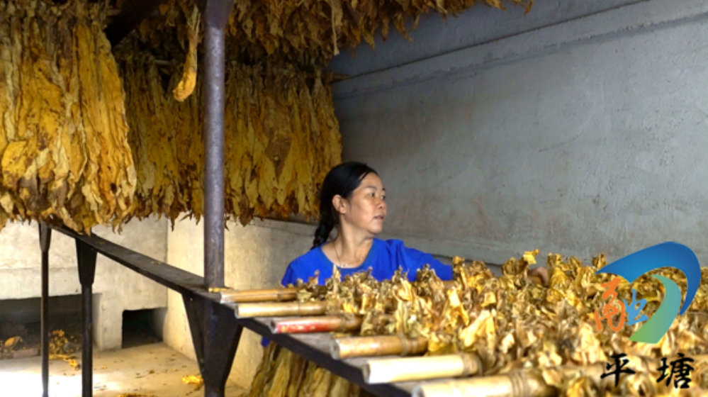 致富种植烟叶模式是什么_烟叶种植效益_烟叶种植致富模式