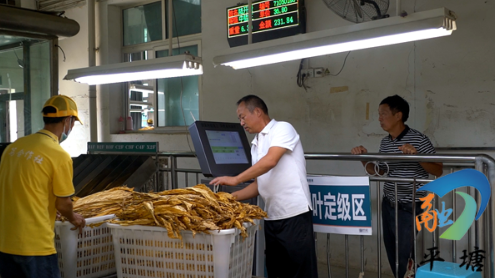 烟叶种植致富模式_烟叶种植效益_致富种植烟叶模式是什么
