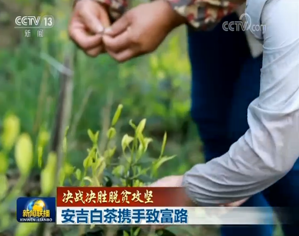 种植白茶致富视频_种植白茶赚钱吗_视频致富种植白茶是骗局吗