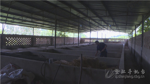 致富骗局养殖香猪视频_致富经香猪养殖骗局_香猪养殖致富经