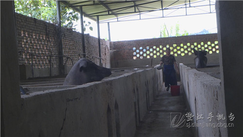 致富骗局养殖香猪视频_香猪养殖致富经_致富经香猪养殖骗局