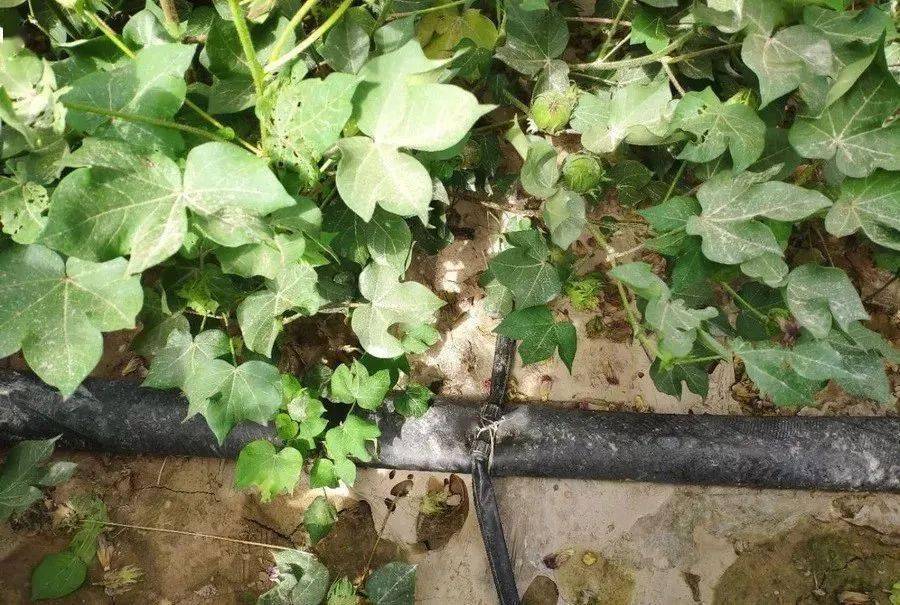 花生地膜栽培技术_成都花生地膜种植技术_花生种植地膜覆盖视频