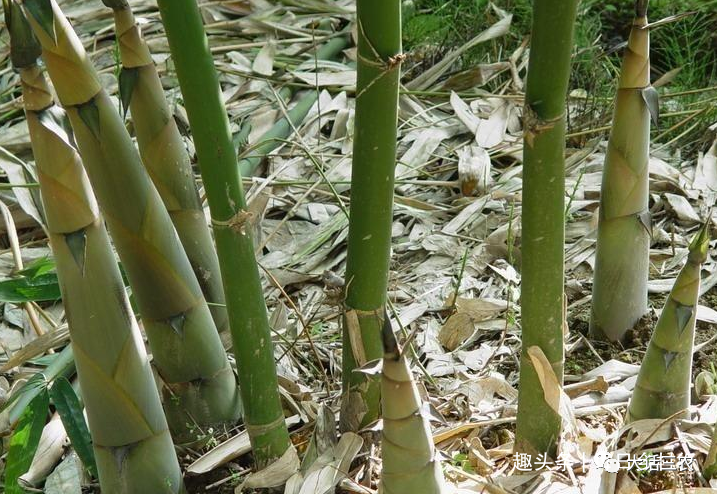 致富笋竹种植视频_种植竹笋致富经_竹笋种植技术及亩收益