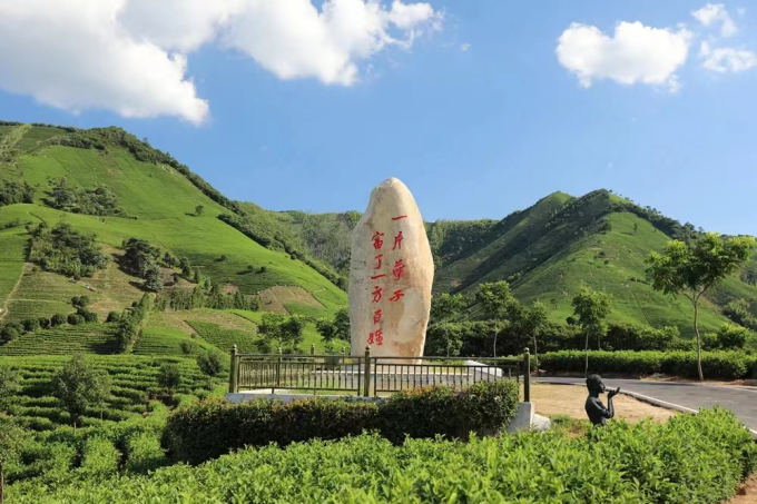 种植白茶的市场前景_种植白茶致富视频_种植白茶亩投资多少钱