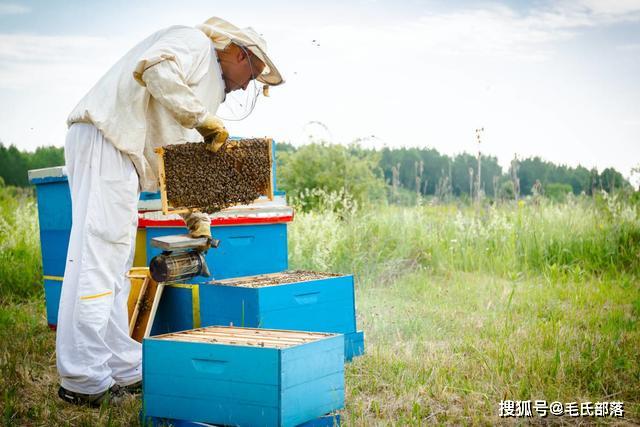 蜜蜂养殖技术｜蜂群春繁饲喂的时机、方法及注意事项