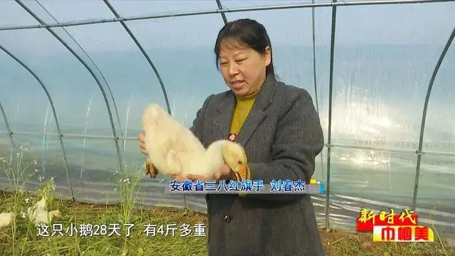 致富种植灌南芦蒿视频_灌南芦蒿种植致富_灌云芦蒿