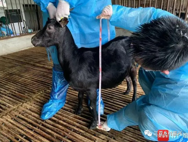 海南黑山羊多少钱一只_致富经海南黑山羊_海南圈养黑山羊