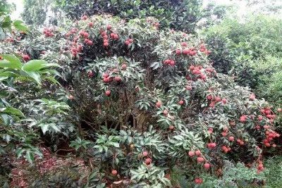 种植荔枝技术总结报告_种植荔枝技术_种植荔枝技术与管理