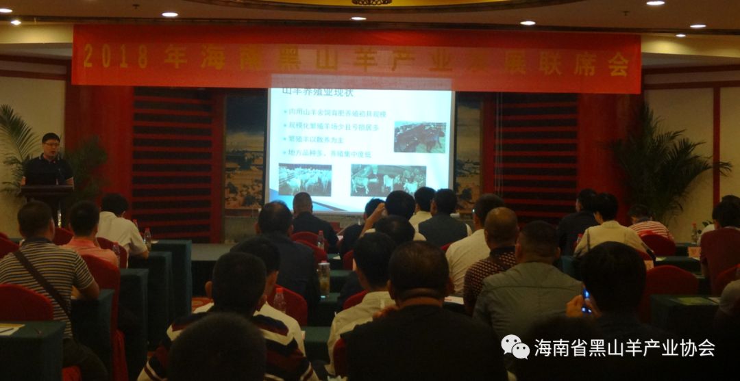 海南黑山羊视频_致富经海南黑山羊_海南圈养黑山羊