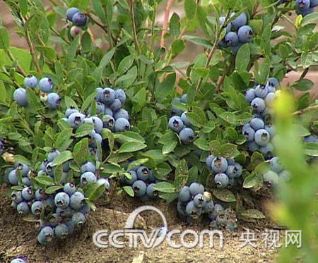 致富经火车专列卖土豆_致富经火车专列卖土豆_致富经火车专列卖土豆