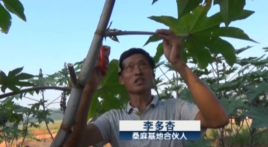 蚕养殖环境_海蚕养殖技术_蚕养殖户