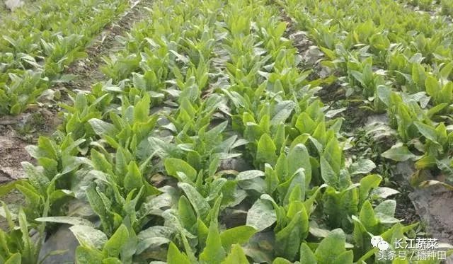 致富经蔬菜种植视频_致富种植菜方法图片_致富菜种植方法