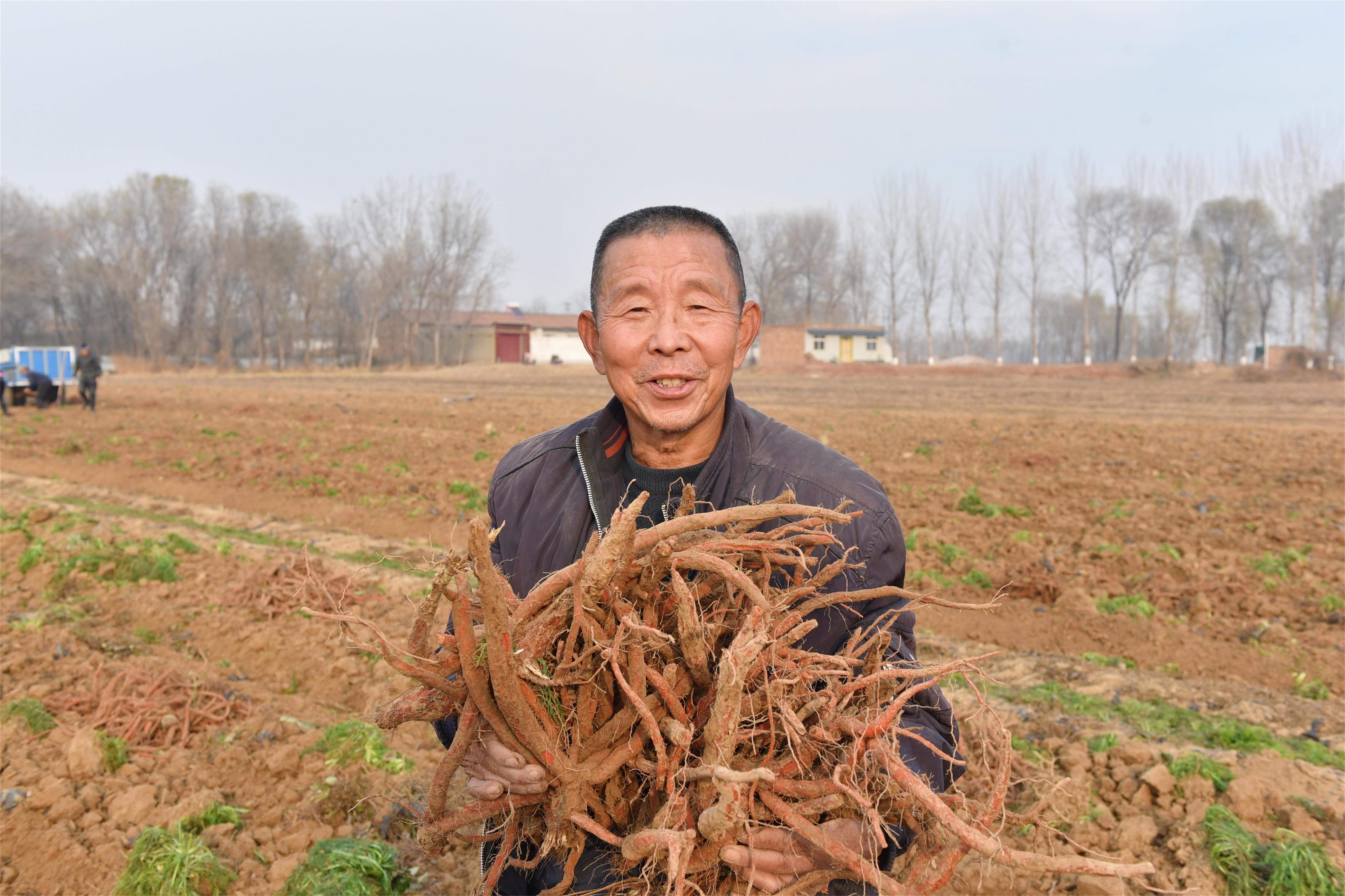 衡水景县：中药材喜获丰收，致富路上药香浓_fororder_种植户在展示刚收获的中药材。 高雷 摄