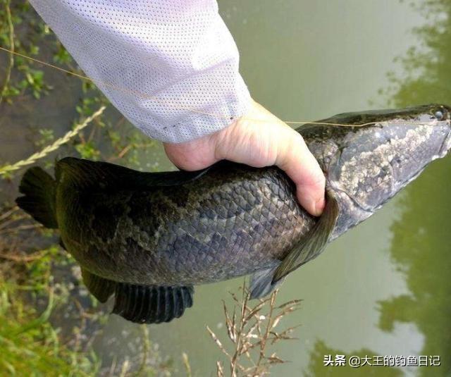 淡水乌鱼养殖技术_乌鱼养殖水深要求_乌鱼养殖技术视频