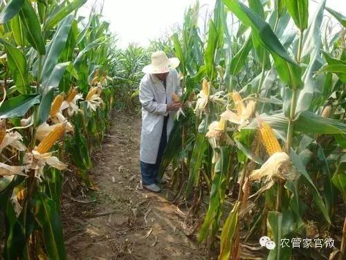农业种植致富陷阱_致富陷阱种植农业视频_致富经农业种植