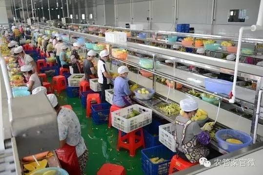 致富经农业种植_农业种植致富陷阱_致富陷阱种植农业视频
