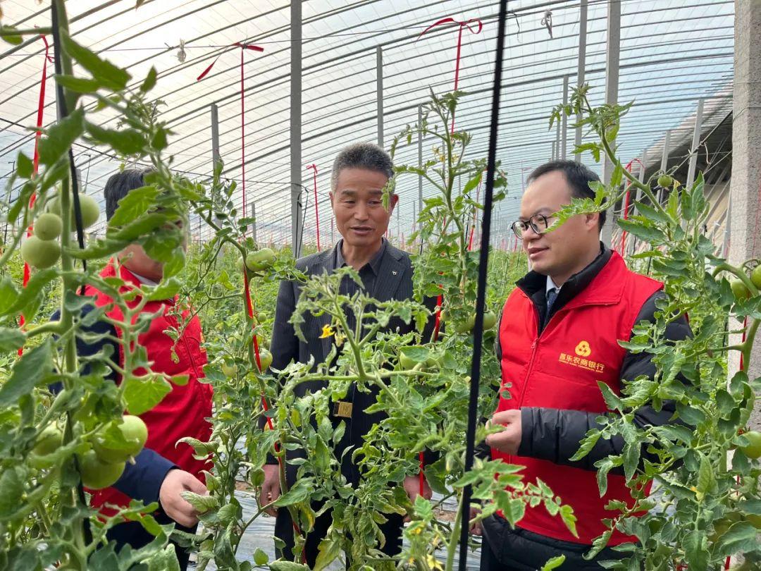 致富经大棚种养结合_大棚种植致富_大棚里的致富经