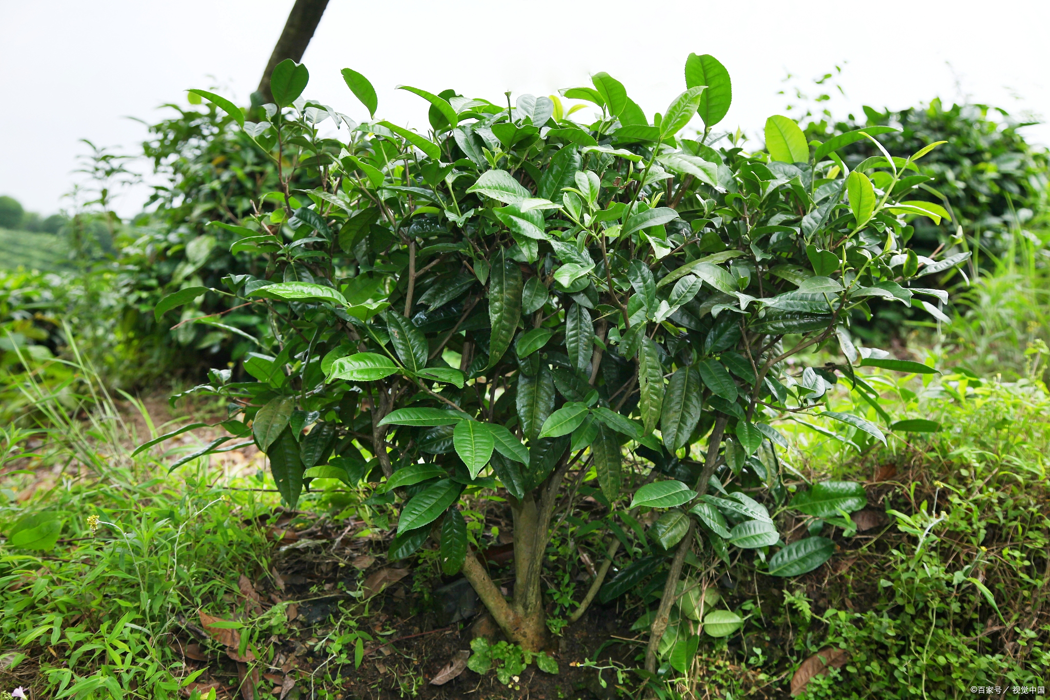 种植茶树赚钱吗_种植茶树的效益怎么样_种植什么茶树致富