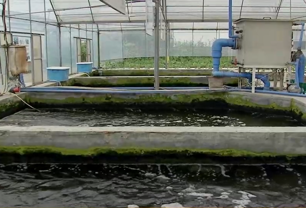 致富经养草鱼一年提升50_视频致富全集养草鱼下载_致富经养草鱼全集视频