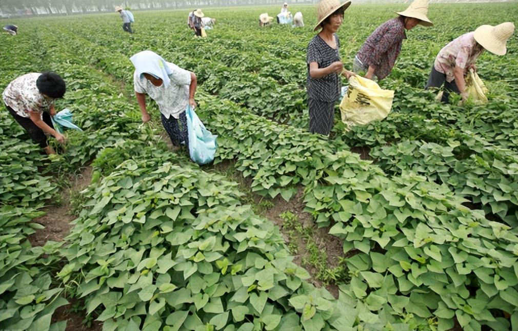 视频致富全集养草鱼下载_致富经养草鱼一年提升50_致富经养草鱼全集视频