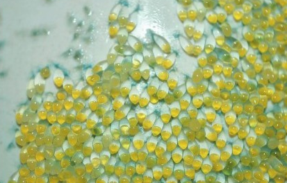 乌鱼养殖水深要求_淡水乌鱼养殖技术_淡水养殖技术乌鱼视频