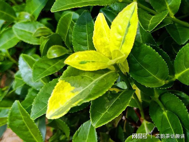 种植茶树的效益怎么样_种植茶树赚钱吗_种植什么茶树致富