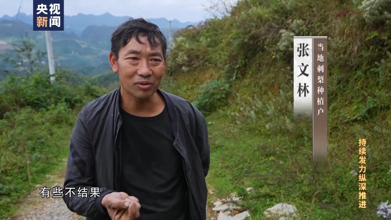 致富经 刺梨_刺梨价格是多少_刺梨的骗局
