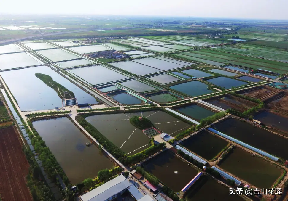 养殖鲫鱼稻田技术要求_稻田养殖鲫鱼视频_鲫鱼稻田养殖技术
