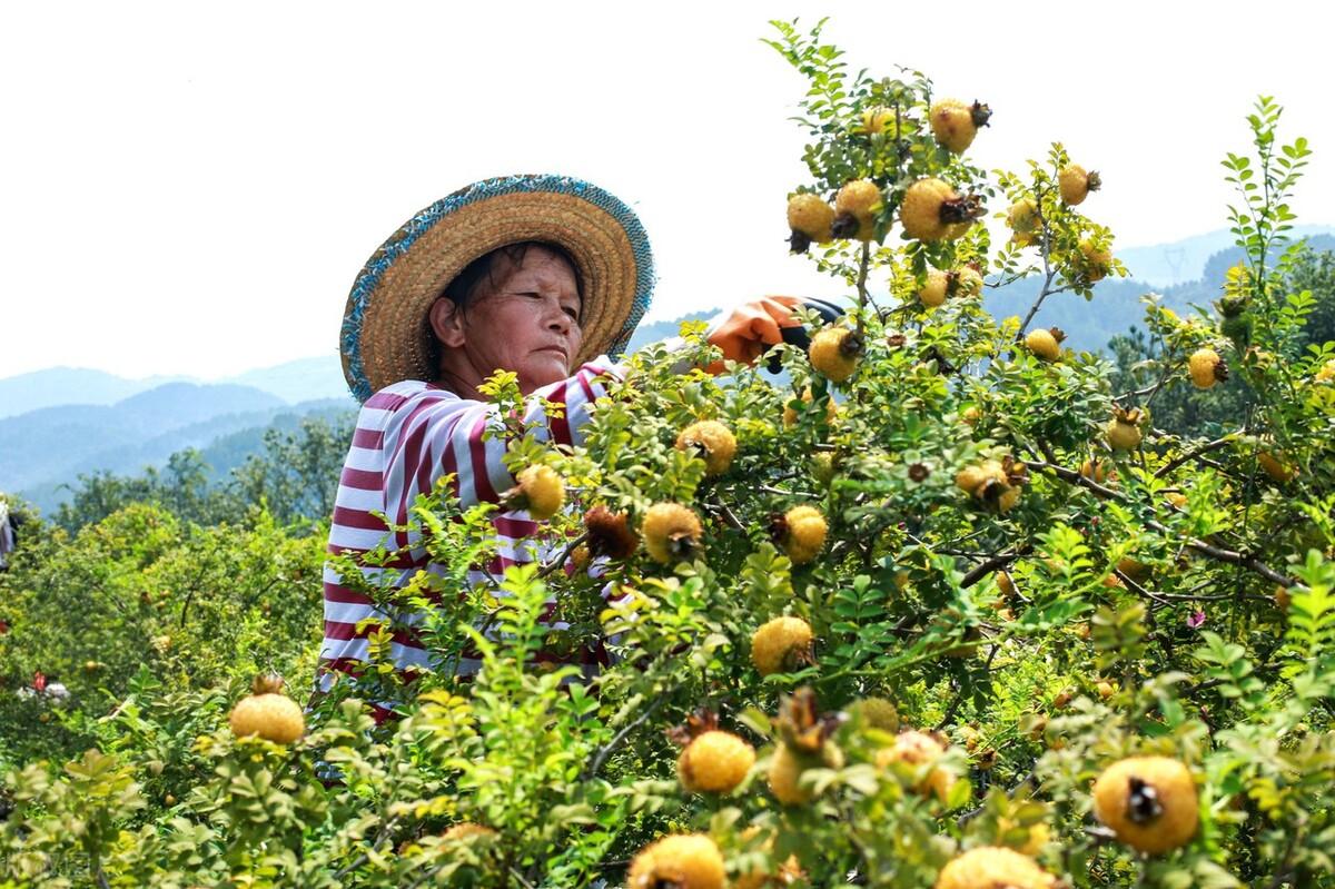 致富经刺梨_致富经 刺梨_刺梨价格是多少