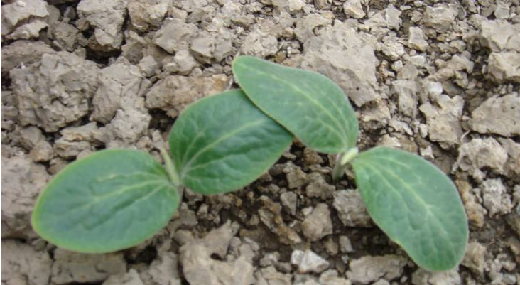 板栗南瓜的种植技术_种植板栗南瓜的技术_南瓜种植板栗技术视频