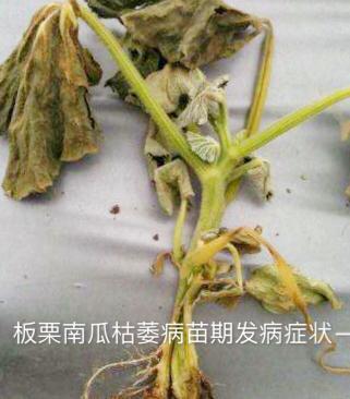 南瓜种植板栗技术视频_种植板栗南瓜的技术_板栗南瓜的种植技术