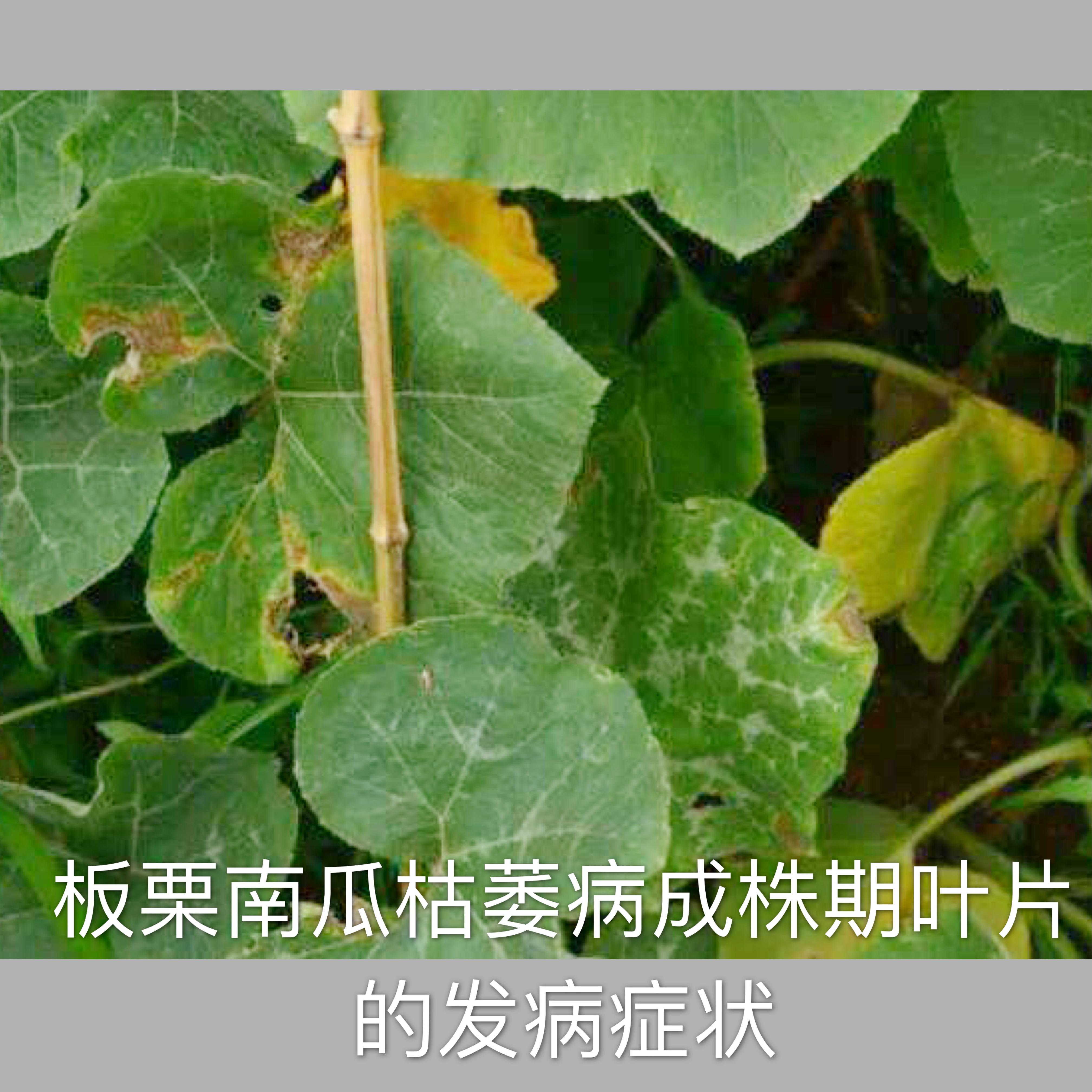 种植板栗南瓜的技术_板栗南瓜的种植技术_南瓜种植板栗技术视频