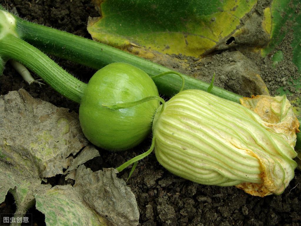 种植板栗南瓜的技术_南瓜种植板栗技术视频_板栗南瓜的种植技术