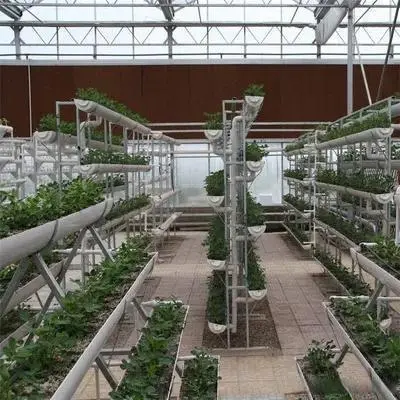 有机质无土种植致富经_致富经无土栽培_致富经大棚无土种植