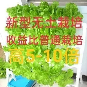 有机质无土种植致富经_致富经大棚无土种植_致富经无土栽培