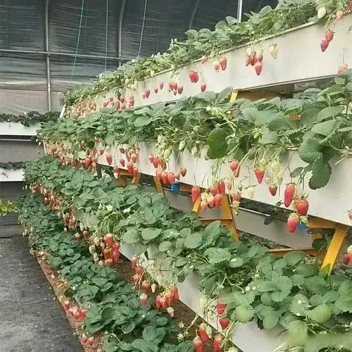 有机质无土种植致富经_致富经大棚无土种植_致富经无土栽培