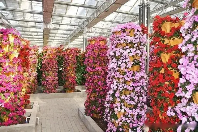 致富经无土栽培_有机质无土种植致富经_致富经大棚无土种植