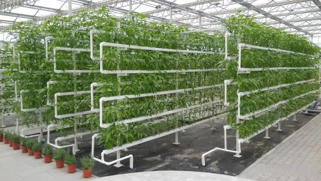 有机质无土种植致富经_致富经无土栽培_致富经大棚无土种植