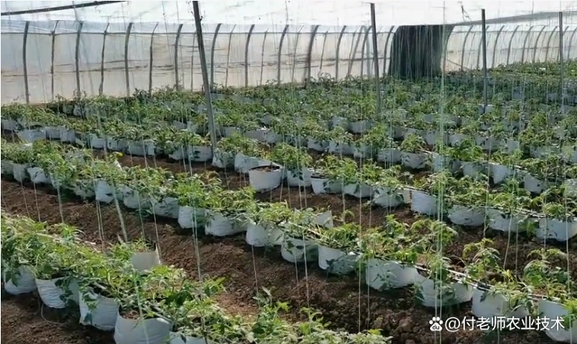 无土栽培也能很省钱：瓜果蔬菜种在袋子里，种植简单成本低