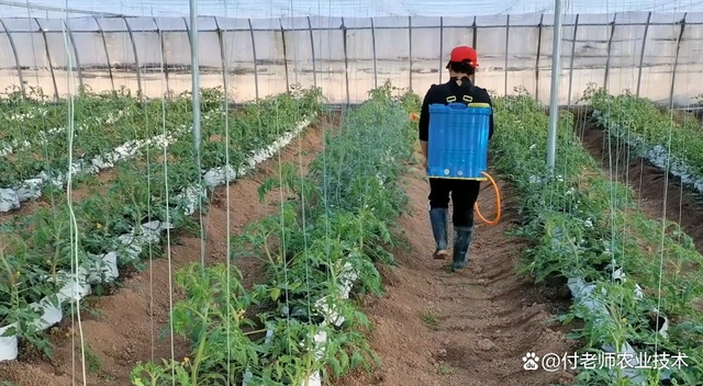 致富经大棚无土种植_致富经无土栽培蔬菜_有机质无土种植致富经